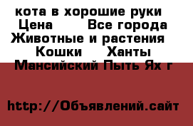 кота в хорошие руки › Цена ­ 0 - Все города Животные и растения » Кошки   . Ханты-Мансийский,Пыть-Ях г.